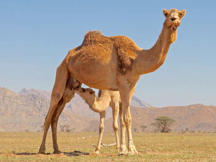 Верблюжий чал