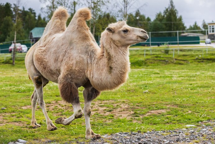 Сафари парк альпаки