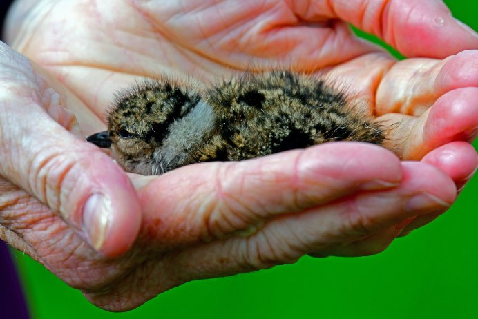 Sandpiper птенец