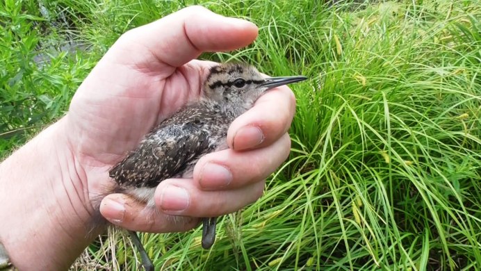 Чибис Vanellus Vanellus