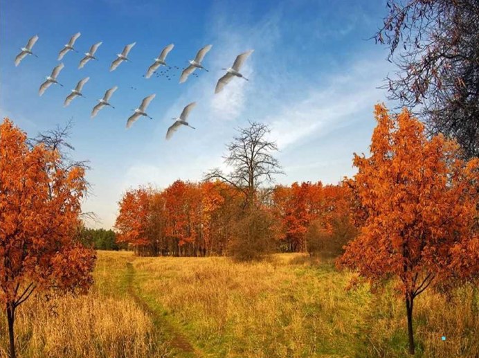 Улет птиц осенью