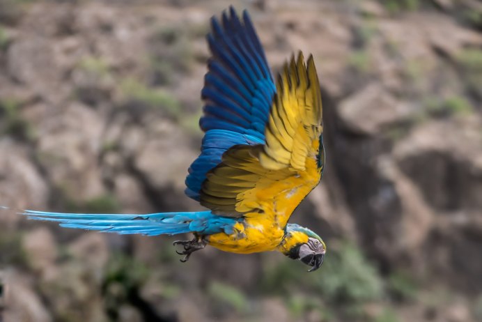 Сине желтый ара в полете