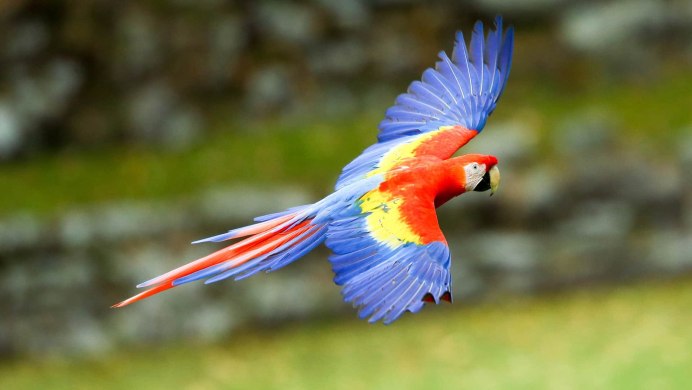 Попугаи ара яго