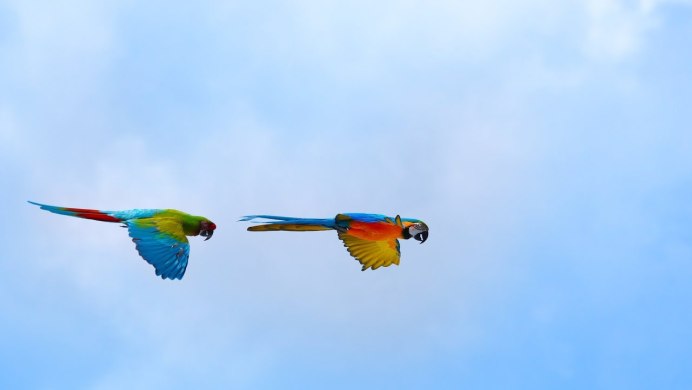 Полет Какаду попугая