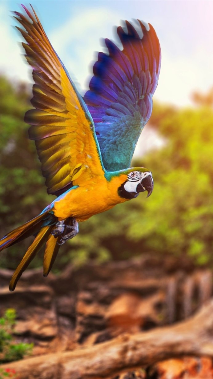 Попугай ара гиацинтовый. Крылья