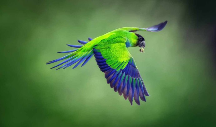 Попугай ара