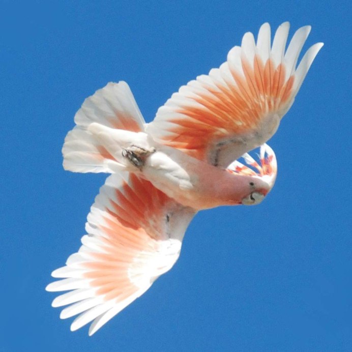 Капский попугай