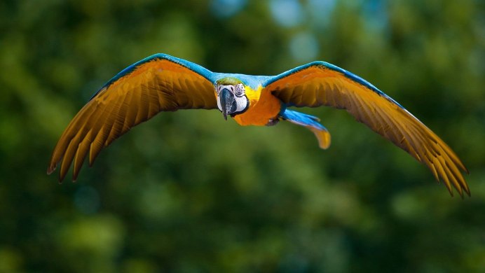 Попугайчик в полете