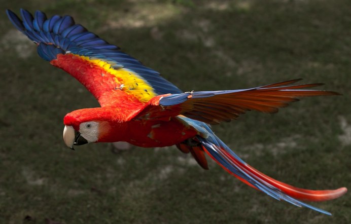 Яркие птицы в полете