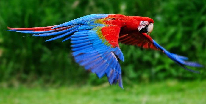 Попугай ара красный