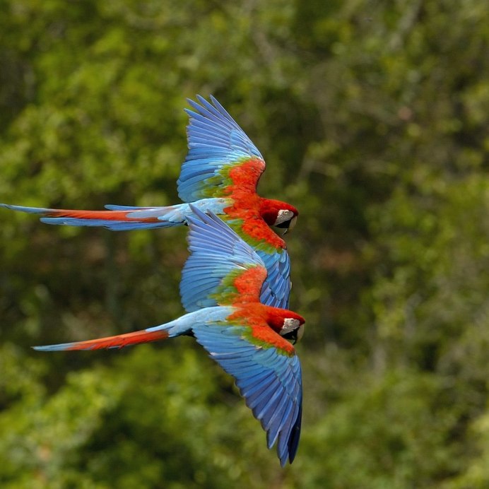 Какаду в полете