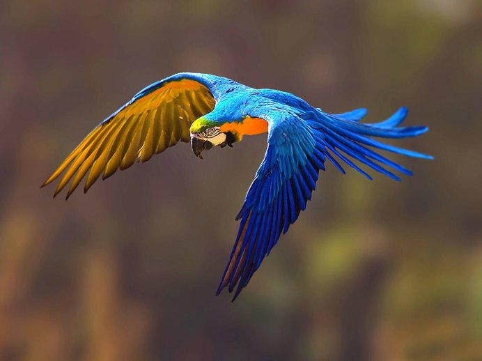 Красивая птица в полете