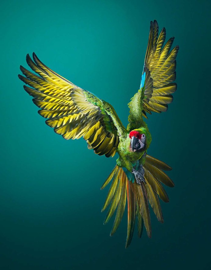Попугай ара размах крыльев