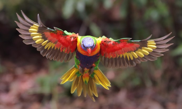 Попугай ара с расправленными крыльями