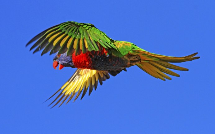 Амазон и ожереловый попугай