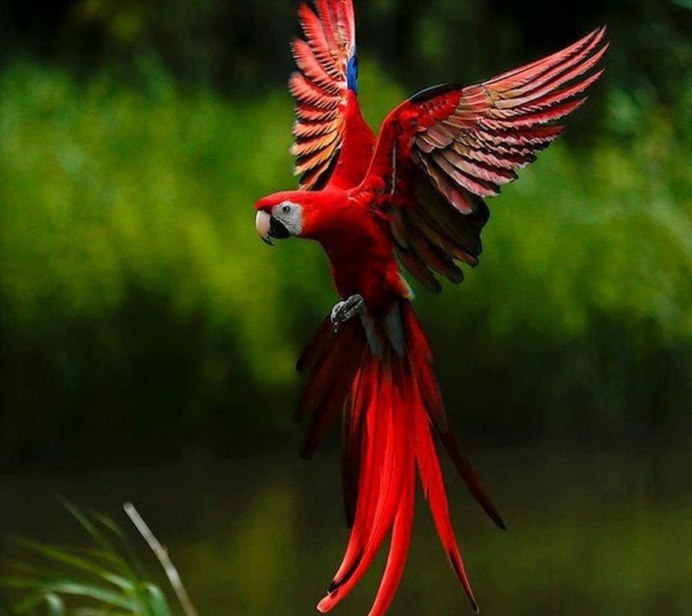 Яркие птицы в полете