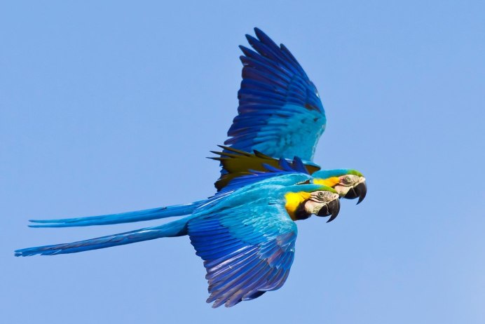 Попугайчик в полете