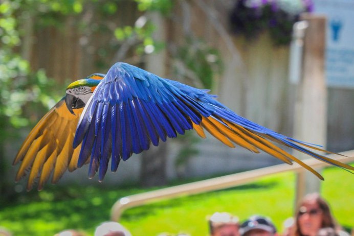 Маверик попугай