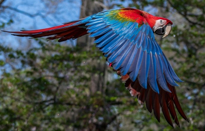 Зеленый попугай в полете