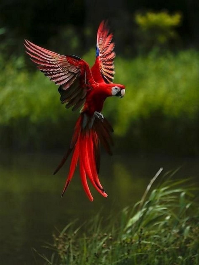 Попугай ара