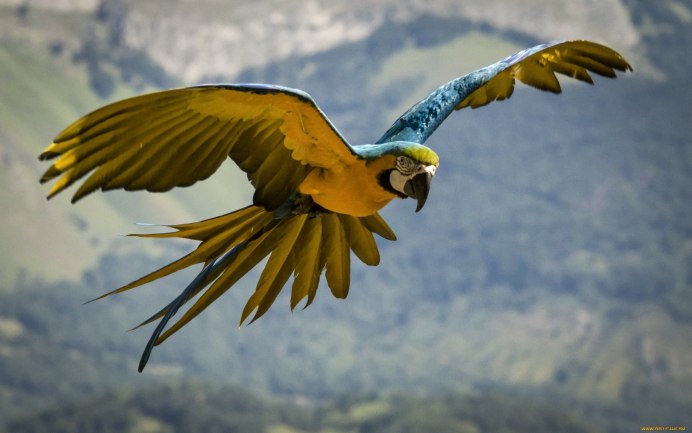 Птицы попугаи ара красный