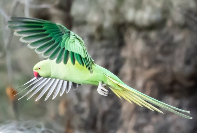 Птица в полете