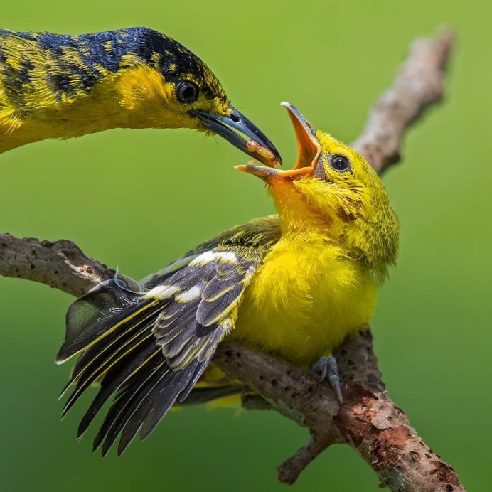 Удивительная природа птиц