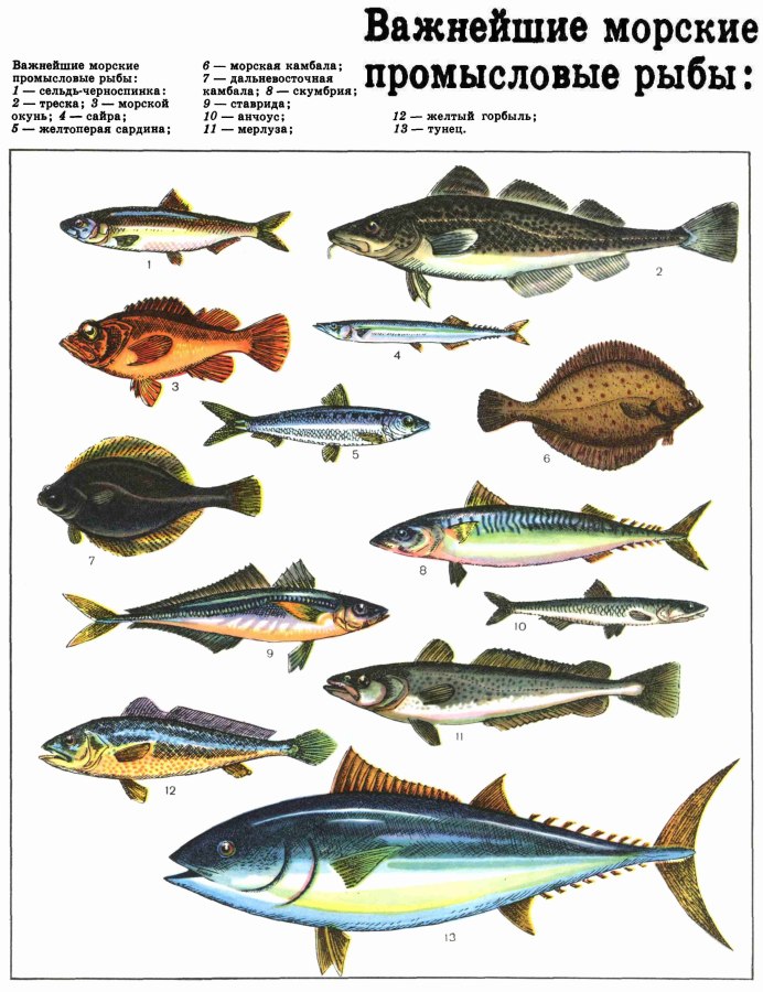 Рыбы Балтийского моря
