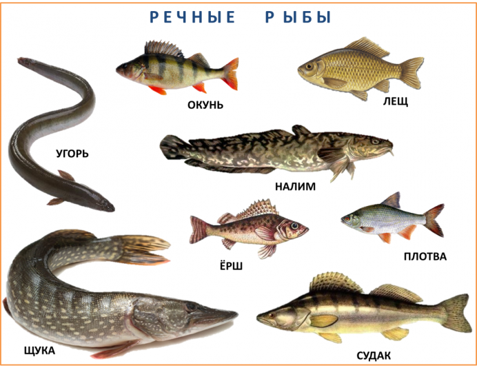 Рыба морская и Речная таблица
