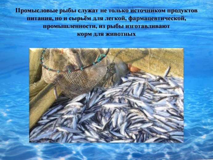 Виды рыб в Волге