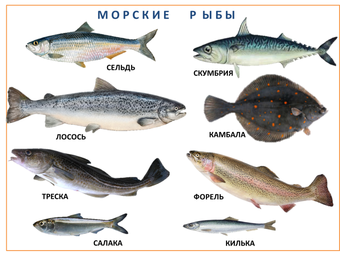 Северная Промысловая рыба