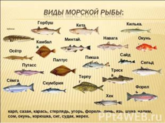 Речные рыбы плакат