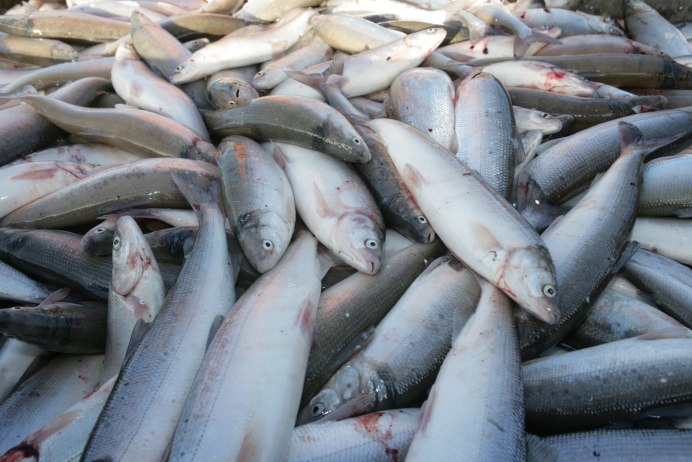Рыба в Балтийском море