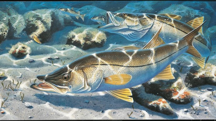 Рыба Кардинал морская Промысловая