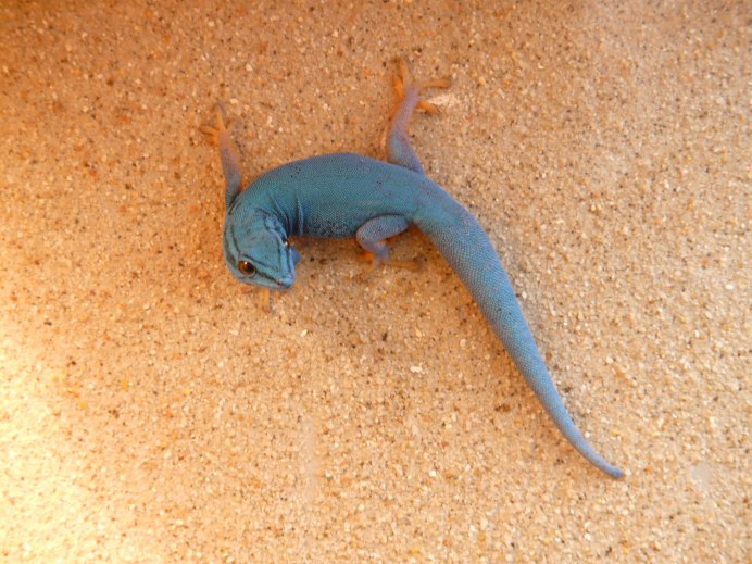 Aruba Whiptail Lizard