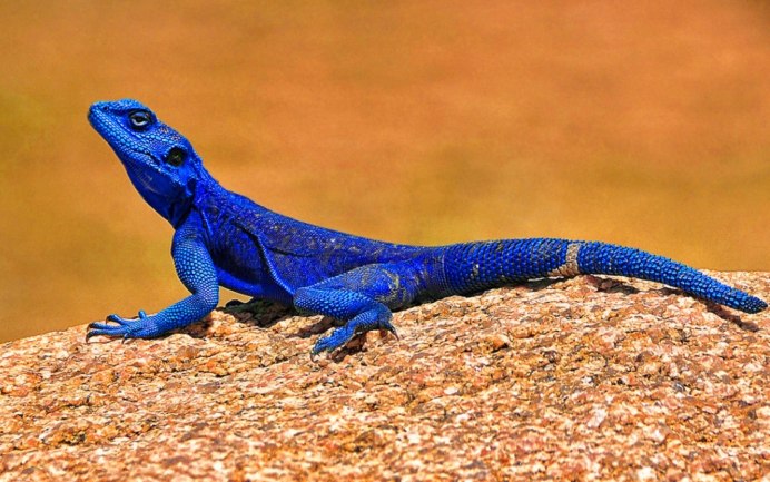 Анолис-Горгона (Anolis gorgonae)