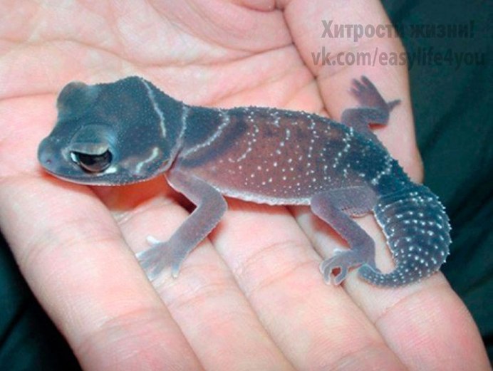 Геккон синий