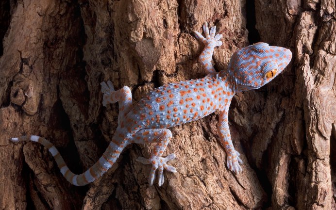 Blue Geckos Pili Tonga
