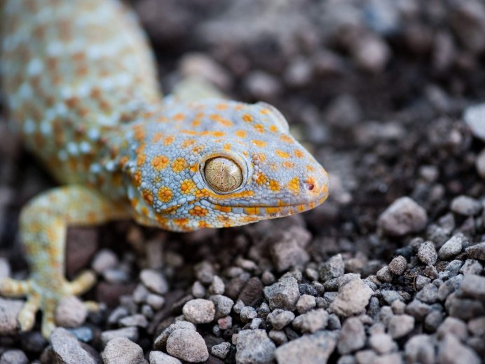 Мальчик в наколенниках ask Gecko