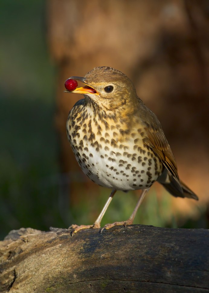 Певчий Дрозд (turdus philomelos)