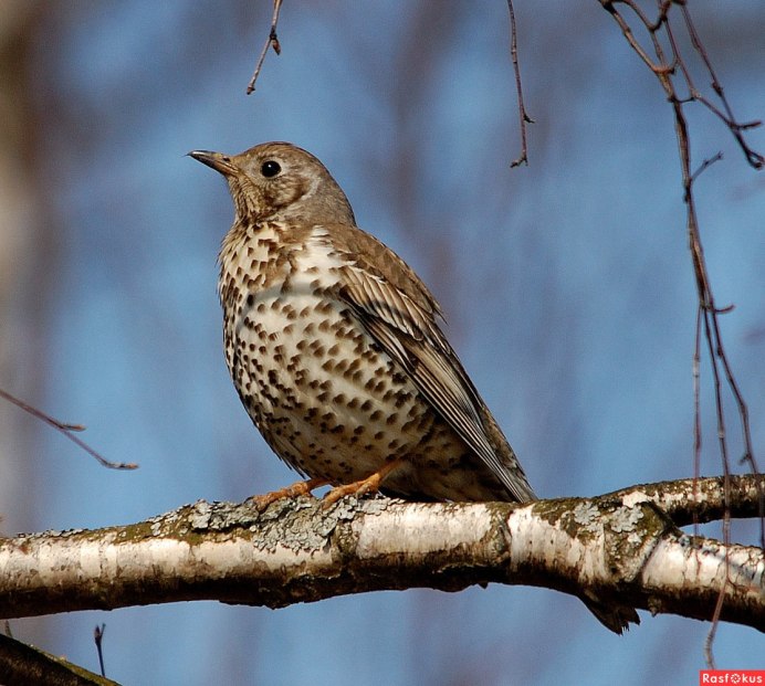 Дрозд-деряба (turdus viscivorus)