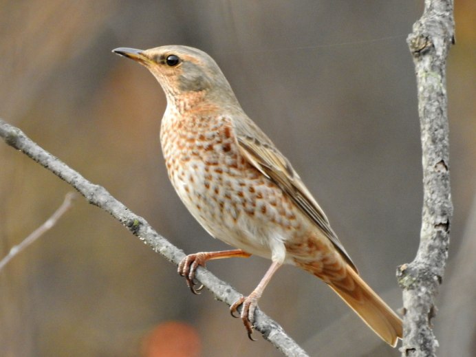 Бурый короткоклювый Дрозд (Catharus fuscescens)