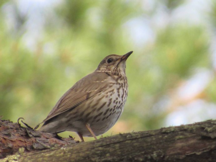Дрозд - Thrush