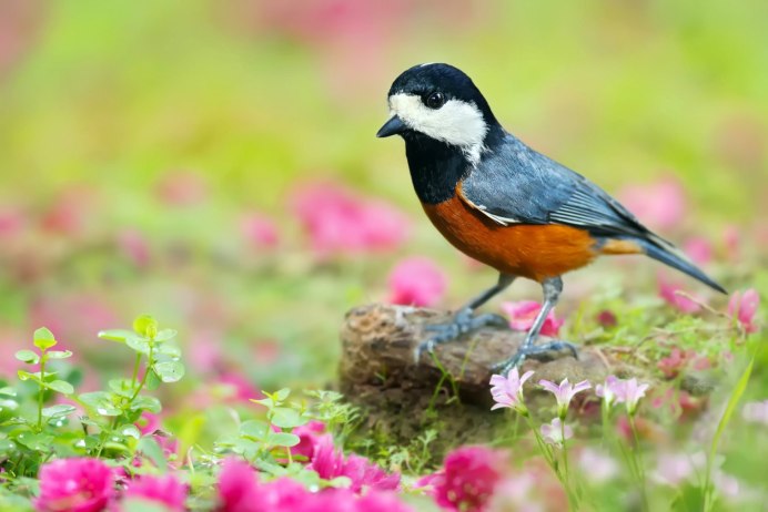 Камышовка Садовая (Acrocephalus dumetorum)