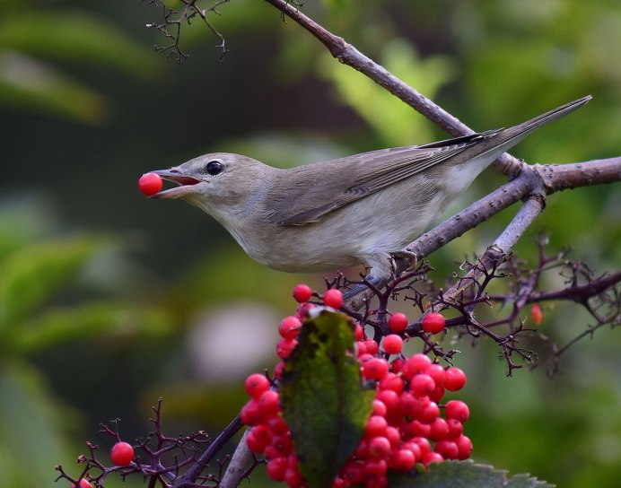 Icterus spurius