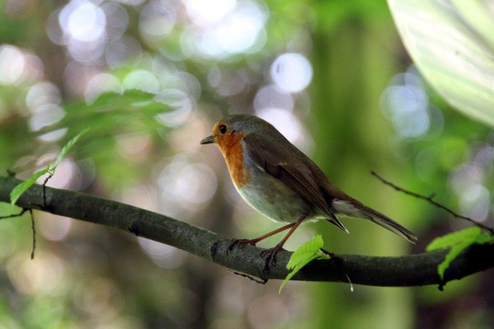 Robin Redbreast птица