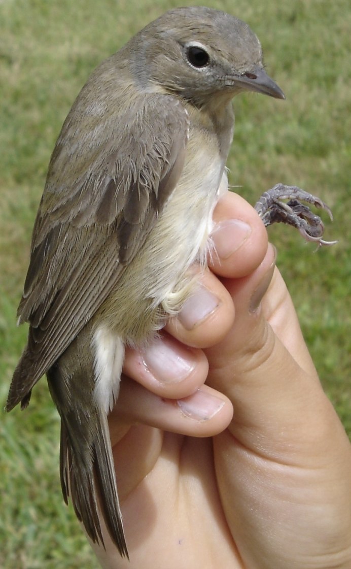 Садовая камышевка (Acrocephalus dumetorum) ареал