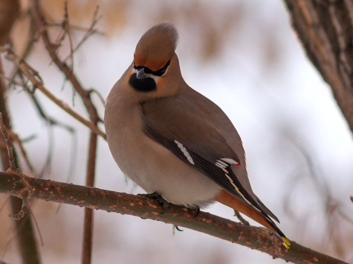 Шелковистые свиристели