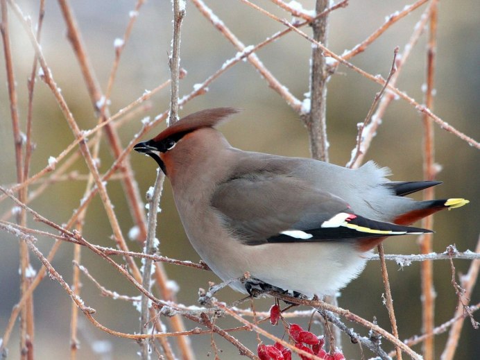 Дрозд свиристель Крымский