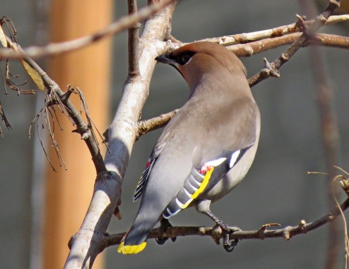 Свиристели самка и самец